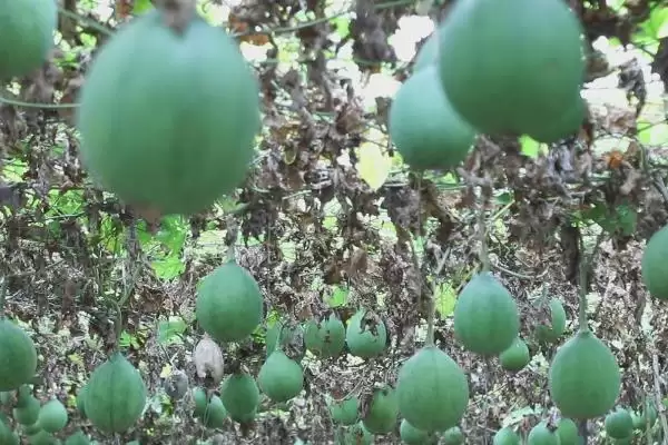 评估种植瓜蒌前景的方法和重点？分析瓜蒌前景要做好哪些细节？插图3