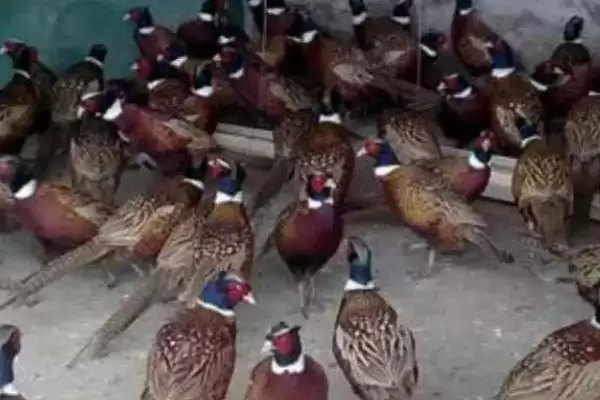 评估养殖七彩山鸡可行性的方法和重点?养鸡要做好哪些项目评估?插图4 评估养殖七彩山鸡可行性的方法和重点?养鸡要做好哪些项目评估?插图4