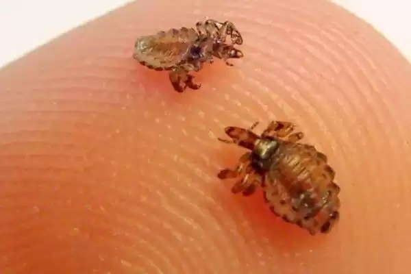 图片[3]-跳蚤的天敌？了解跳蚤天敌要知晓哪些关键的生物相克关系和物种信息？-会东网