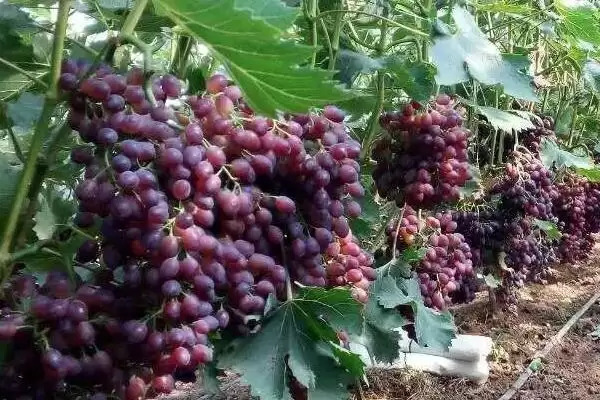 图片[3]-如何在家种植葡萄？在家种植葡萄要遵循哪些科学的种植方法？-会东网