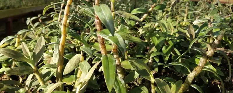 石斛的繁殖方法？繁殖石斛要遵循哪些科学的繁殖方法和步骤？-会东网