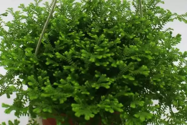 图片[3]-情人草臭味之谜：为吸引苍蝇背后的生存策略-会东网