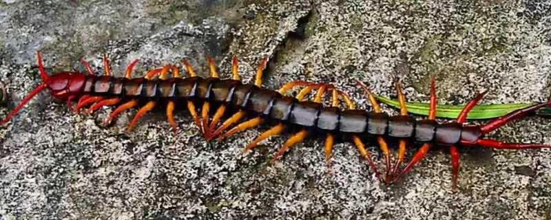 知悉蜈蚣惧怕对象的方法和重点?养鸡要做好哪些蜈蚣防治关联?-会东网