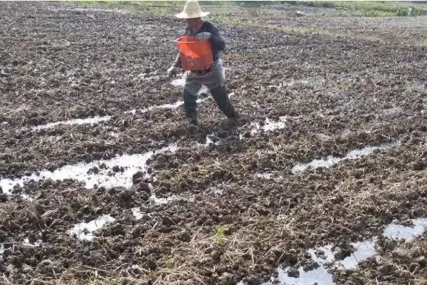 施用有机肥的方法和重点?养猪过程中施肥要做好哪些细节?插图2 施用有机肥的方法和重点?养猪过程中施肥要做好哪些细节?插图2