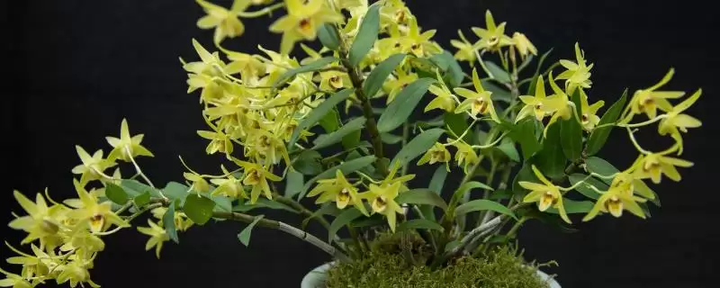 铁皮石斛有哪些种植要求？种植铁皮石斛要满足哪些科学的环境和技术要求？-会东网