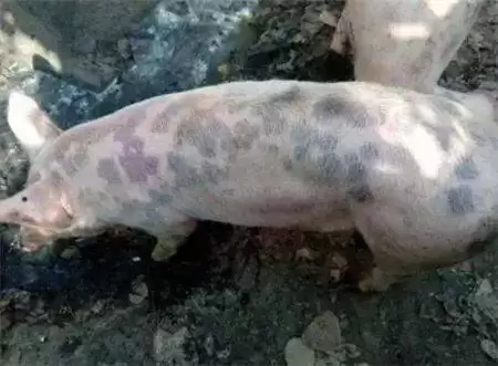 从养猪小白到“猪倌”大佬,这些技巧你必须知道!-会东网