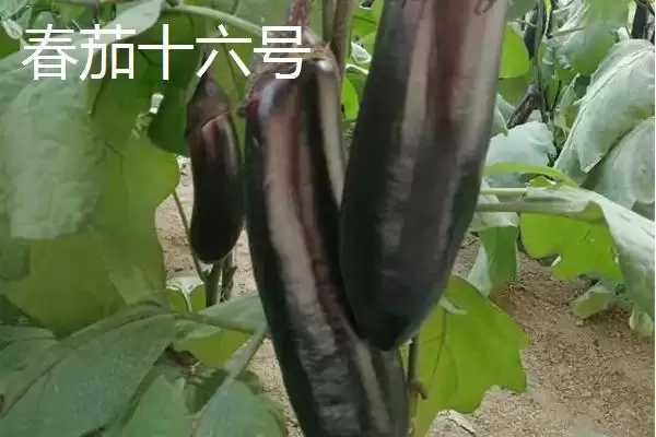 选择适合温室大棚种植茄子品种的方法和重点？选温室大棚茄子品种要做好哪些细节？插图4