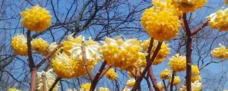 大片金黄的浪漫：结香、黄刺玫、萱草的花卉盛宴-会东网