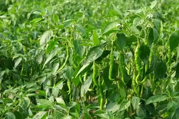 辣椒种子的浸泡方法 ,辣椒种子用多少度清水泡多久合适?插图4 辣椒种子的浸泡方法 ,辣椒种子用多少度清水泡多久合适?插图4