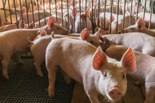 认识猪内脏的方法和重点？养猪要做好哪些猪体结构了解细节？插图3