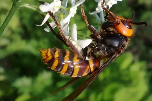 黄腰胡蜂简介，是典型的杂食性昆虫插图2