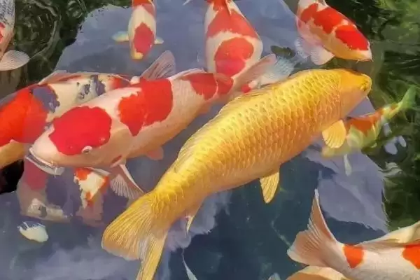 图片[4]-锦鲤和孔雀鱼的混养问题 ,锦鲤能否与孔雀鱼混养呢-会东网