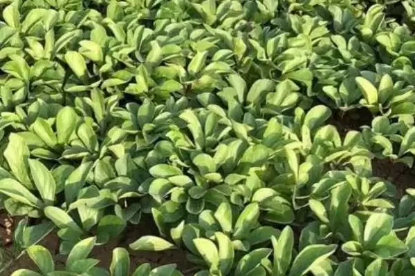 芍药苗什么时候栽,在八月中下旬到九月下旬进行插图3 芍药苗什么时候栽,在八月中下旬到九月下旬进行插图3