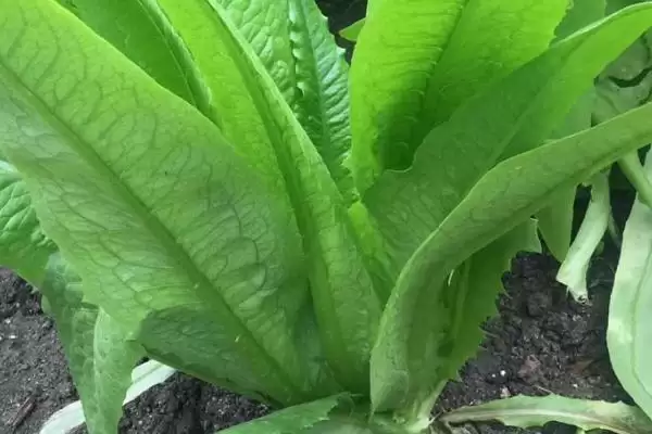 图片[5]-夏天种能快速生长蔬菜的种类和要点？夏天选种速生蔬菜需关注哪些品种？-会东网