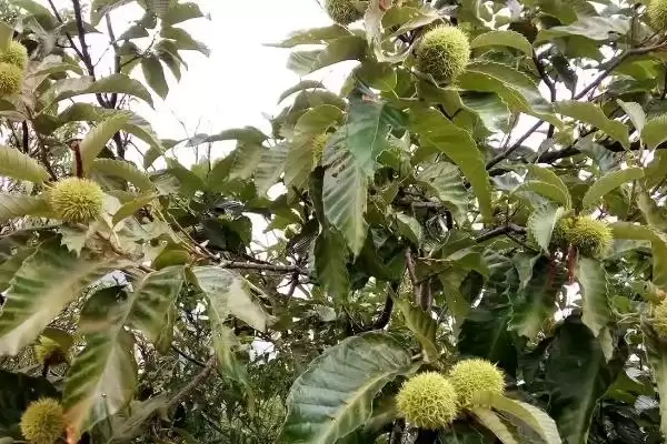 图片[5]-锥栗的种植方法，栽种时间一般在二月份-会东网