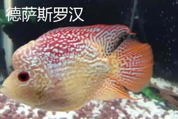 图片[5]-罗汉鱼有哪些常见品种 ,罗汉鱼的品种有哪些介绍-会东网