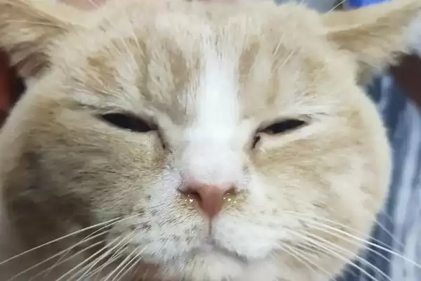 猫感冒流鼻涕严重吗 ,猫普通感冒流鼻涕严重不插图1