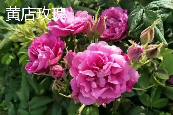 了解山东定陶区特产的方法和重点？养猪与当地特产有哪些关联细节？插图1