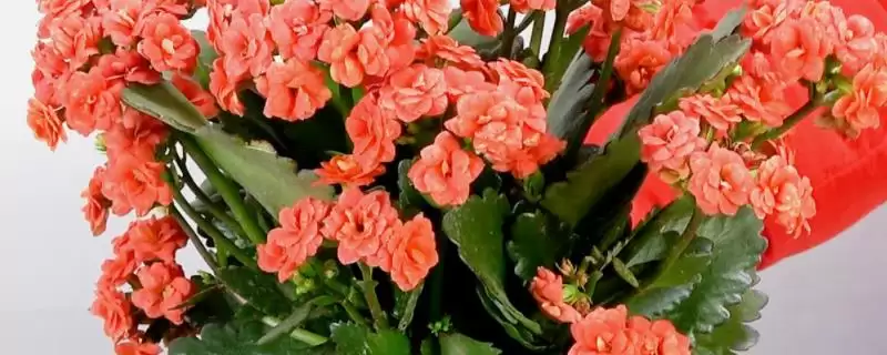 探寻长寿花不开花原因的方法和重点？探寻长寿花不开花原因要做好哪些细节？-会东网