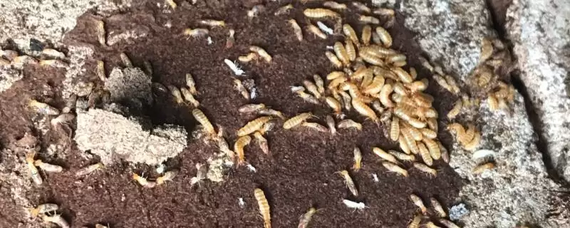 彻底消灭白蚁的方法和重点？彻底消灭白蚁要做好哪些细节？-会东网