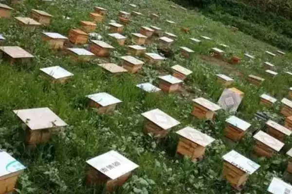 图片[2]-养40箱蜜蜂的年收益，第一年的利润为34000元左右-会东网