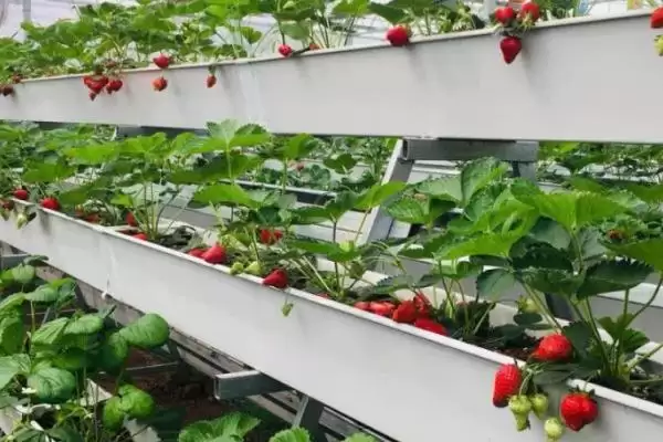图片[5]-草莓无土栽培技术，栽培槽有下挖式栽培槽和高畦栽培槽两种-会东网