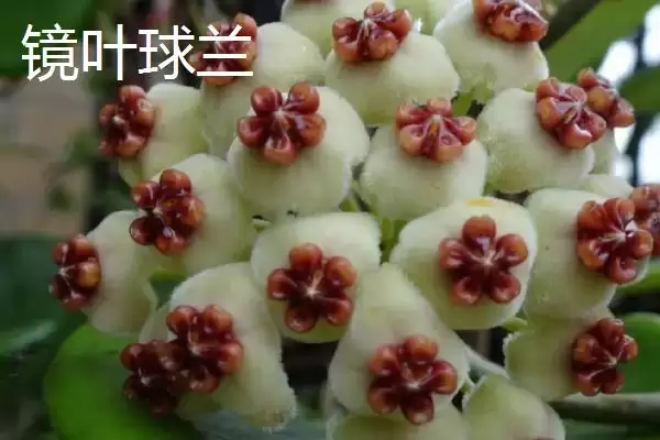 球兰品种颜值大赏：众多品种各有特点的观赏价值插图4