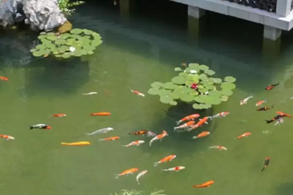 图片[4]-锦鲤池黑青苔的处理方法 ,锦鲤池长黑青苔该怎么清理-会东网