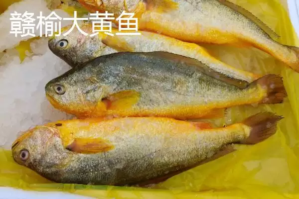 江苏连云港的特产 ,江苏连云港的特产有哪些插图5 江苏连云港的特产 ,江苏连云港的特产有哪些插图5