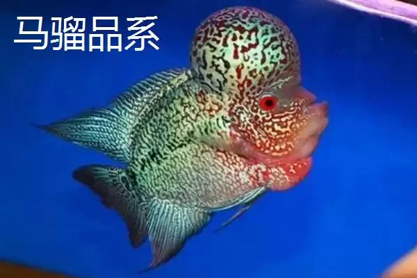 图片[4]-罗汉鱼起头时间是什么时候 ,珍珠品系罗汉鱼何时起头-会东网