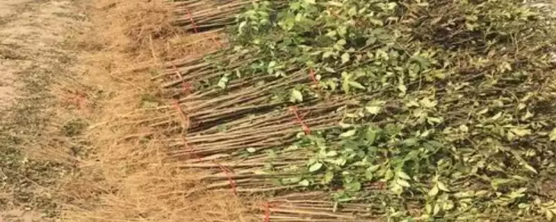 花椒苗在哪买？就近苗木基地的优势你知道吗？-会东网