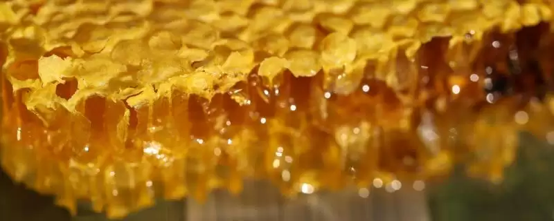 正宗洋槐蜜的特征,通常呈透明的水白色-会东网