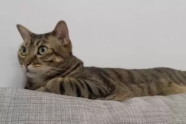 猫眼睛总是饱含泪水是何原因 ,猫患结膜炎可能致眼睛总含泪插图1 猫眼睛总是饱含泪水是何原因 ,猫患结膜炎可能致眼睛总含泪插图1