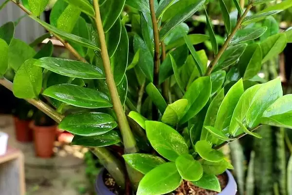 金钱树的扦插时间 ,金钱树在什么季节扦插成功率高插图3