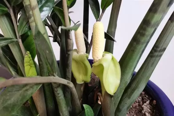 金钱树开花后的处理方法 ,金钱树开花后要如何进行处理插图5