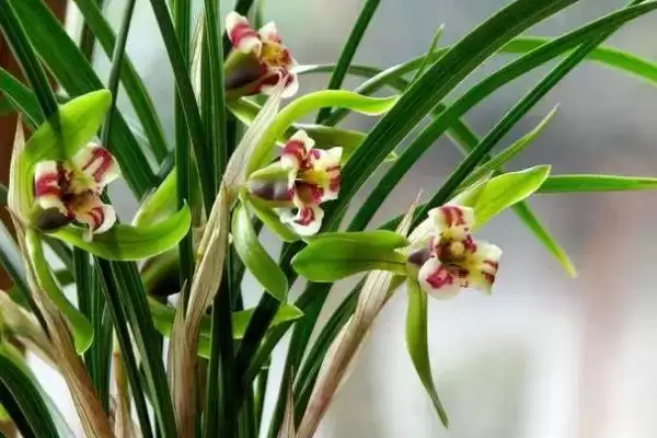 兰花的过冬方法 ,兰花安全过冬为何要搬进室内？插图1