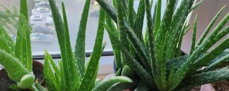 芦荟的种植管理方法有哪些 ,芦荟怎么进行种植管理-会东网