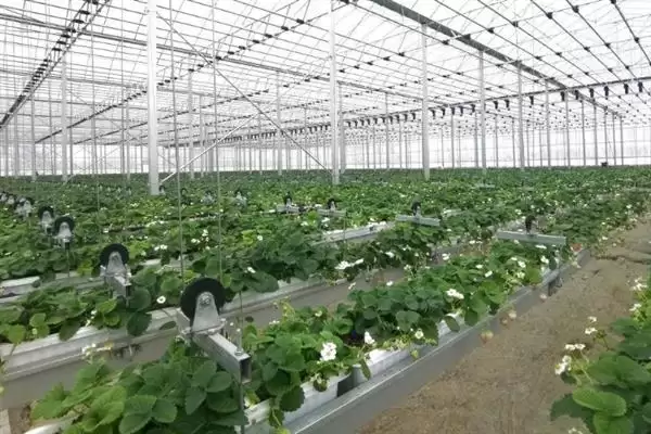 图片[3]-种植大棚草莓有没有风险，掌握好技术则风险较小-会东网