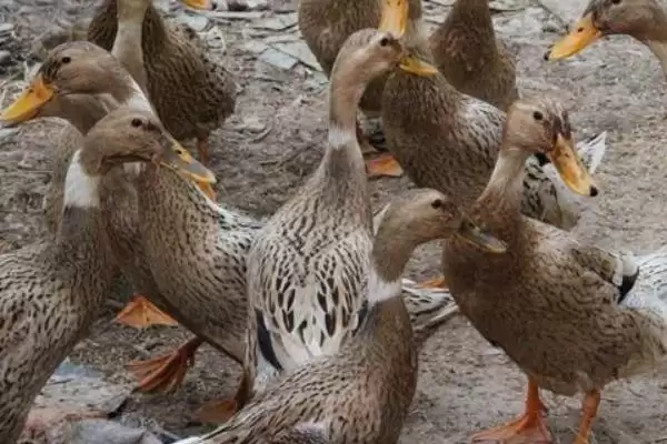 麻鸭和白鸭有什么区别 ,麻鸭和白鸭外形特征有何不同插图5