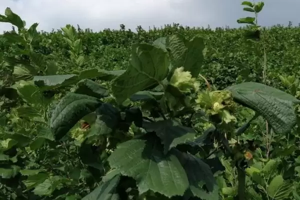 了解榛子的方法和重点？养猪与周边经济作物有哪些关联细节？插图5