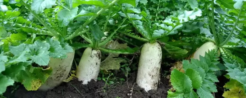 萝卜白斑病的症状有哪些 ,萝卜白斑病初期叶片啥样-会东网