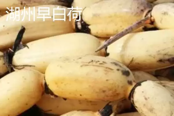 图片[5]-莲藕的优质品种 ,有哪些好吃的莲藕品种推荐呢？-会东网
