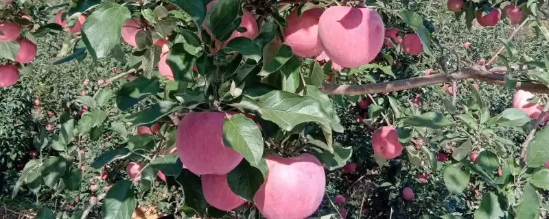 寒富苹果的产地，主产地在中国北方-会东网