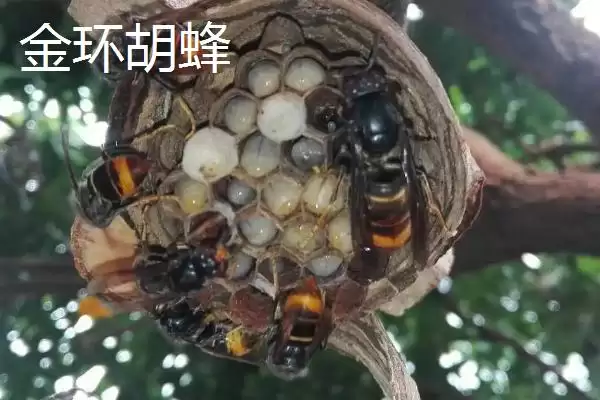 图片[6]-金环胡蜂是什么蜂，是体型最大的胡蜂-会东网