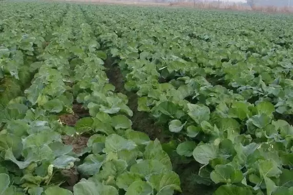 哪些油菜种子品种的出油率最高,中双11号、阳光2009、阳光198等品种的含油量均超过40%插图3 哪些油菜种子品种的出油率最高,中双11号、阳光2009、阳光198等品种的含油量均超过40%插图3