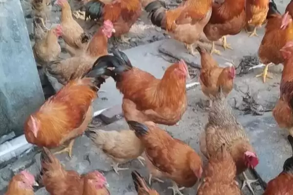 计算散养土鸡成本的方法和重点?养鸡要做好哪些成本核算?插图15 计算散养土鸡成本的方法和重点?养鸡要做好哪些成本核算?插图15