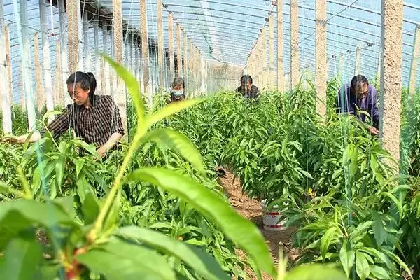 图片[9]-探寻油桃开裂原因的方法和重点？探寻油桃开裂原因要做好哪些细节？-会东网