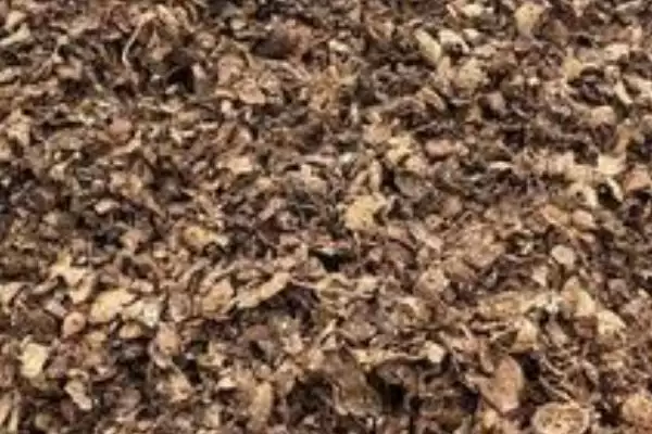 图片[4]-竹笋壳做肥料的可行性和要点？利用竹笋壳做肥料需注意什么？-会东网