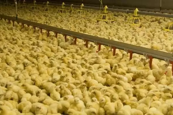 探究小鸡出壳啄洞后死亡根源的方法和重点?养鸡要做好哪些孵化问题排查?插图3 探究小鸡出壳啄洞后死亡根源的方法和重点?养鸡要做好哪些孵化问题排查?插图3