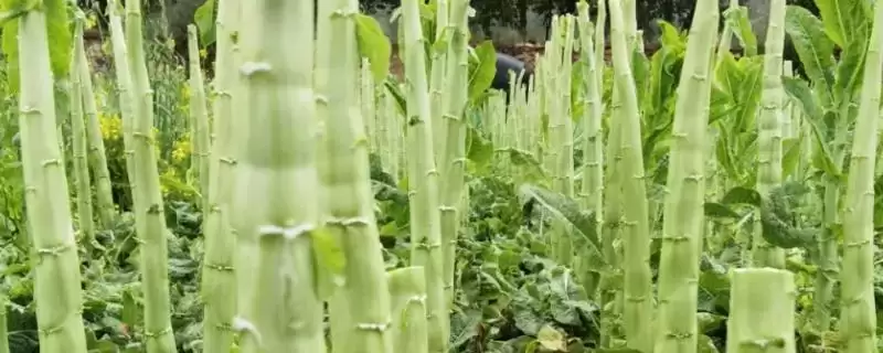 秋莴笋种植方法与上市时间:9-11月大量上市的栽培要点-会东网